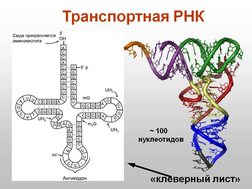 Днк штрих концы. Строение нуклеотида транспортной РНК. Схема молекулы ТРНК. Структура ТРНК рисунок. Схема строения молекулы т-РНК.