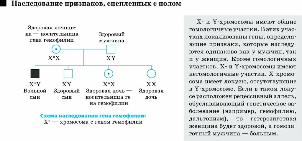 Наследование сцепленное с полом схема. Наследование пола и признаков, сцепленных с полом схема. Сцепленное наследование генов генетика пола. Задачи по генетике с типом наследования.