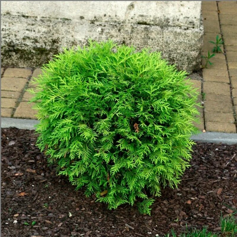 Туя Западная globosa. Туя Западная globosa Aurea. Туя Западная "globosa", Глобоза. Туя Западная Глобоза компакта. Туя глобоза фото и описание цена