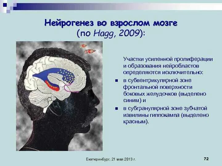 Субвентрикулярная зона мозга. Нейрогенез у взрослого человека. Нейрогенез гиппокампа. Зоны взрослого нейрогенеза. Что значит изменения в мозге