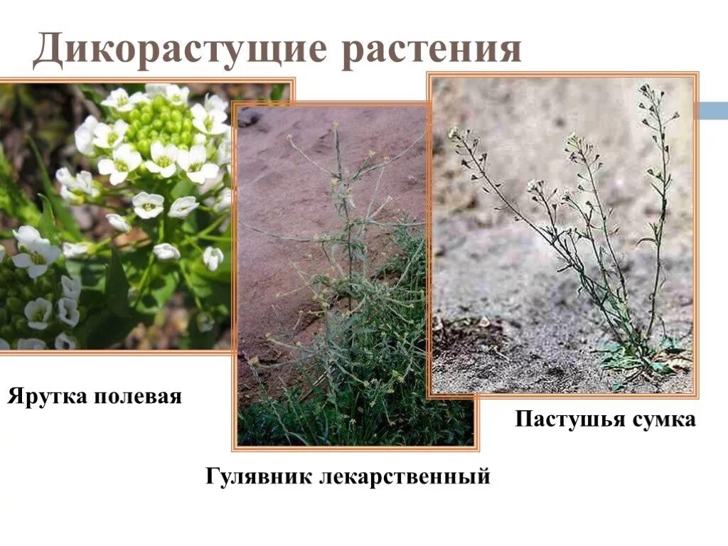 Пастушья сумка это покрытосеменные или голосеменные. Пастушья сумка форма стебля. Пастушья сумка покрытосеменные. Ярутка полевая покрытосеменные. Дикоросы крестоцветные растения.