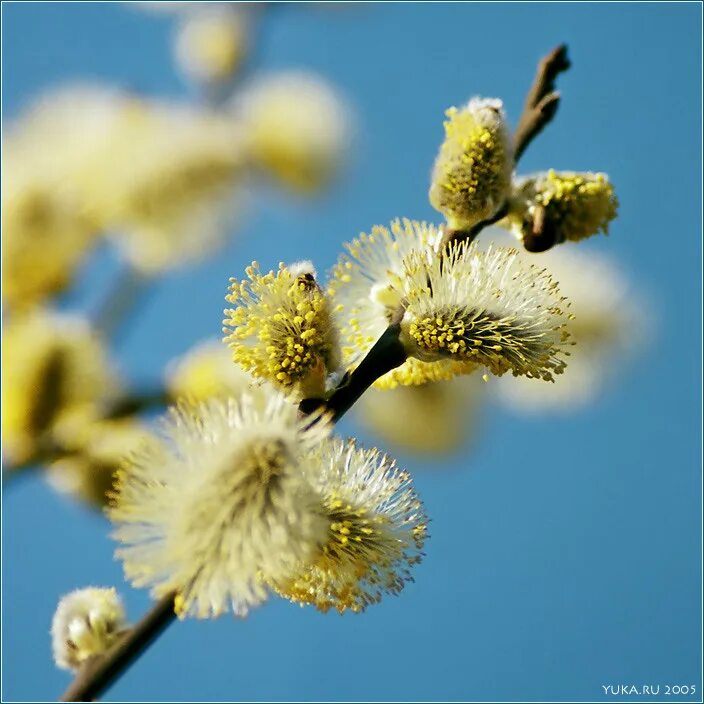 Ответы по русскому языку 4 класс 2 часть канакина. Звезды как вербочки распухают в прозрачных облаках. На воде дрожит золотая сеть солнечных зайчиков падеж. К вербочке молча щекою прижмусь, ласково ветки пушистой коснусь. Весна верба.