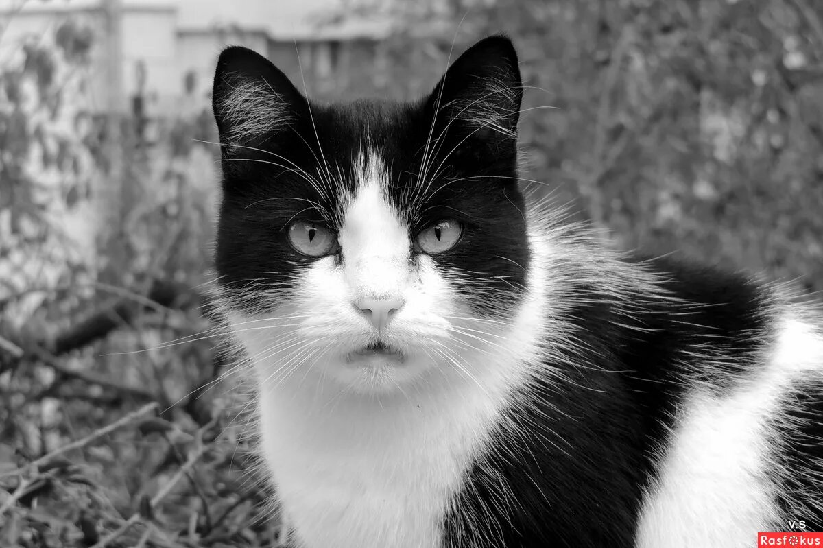 Порода черно белых кошек с фотографиями. Черно белая кошка. Черно белая кошечка. Кошка черная с белым. Черно белая кошка порода.