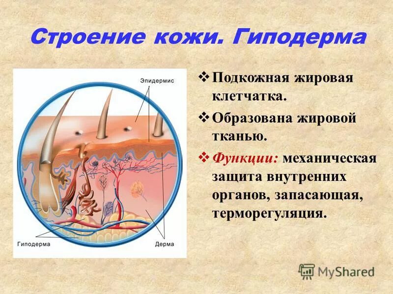 Подкожная жировая клетчатка строение и функции. Гиподерма это у человека. Функции подкожной жировой клетчатки. Строение подкожно жировой клетчатки. Клетчатка строение и функции