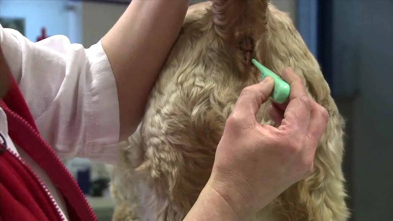 Термометрия у кошки. Ставить свечку животным. Виртуальный храм поставить свечку. Ставить свечку животным. Свеча за здравие.