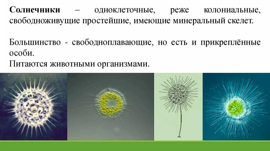 Солнечник одноклеточное. Солнечники представители биология. Солнечник протист. Солнечники автотрофы. Самое крупное простейшее