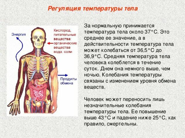 Почему к вечеру поднимается температура. Факторы повышенной температуры тела. причины повышения температуры. почему поднимается температура тела. симптомы при разной температуре.