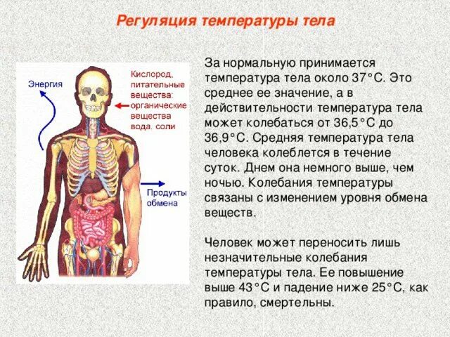 Почему тело холодное. Факторы повышенной температуры тела. Причины повышения температуры. Почему поднимается температура тела. Симптомы при разной температуре.