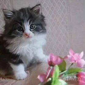 Котята в добрые в иваново