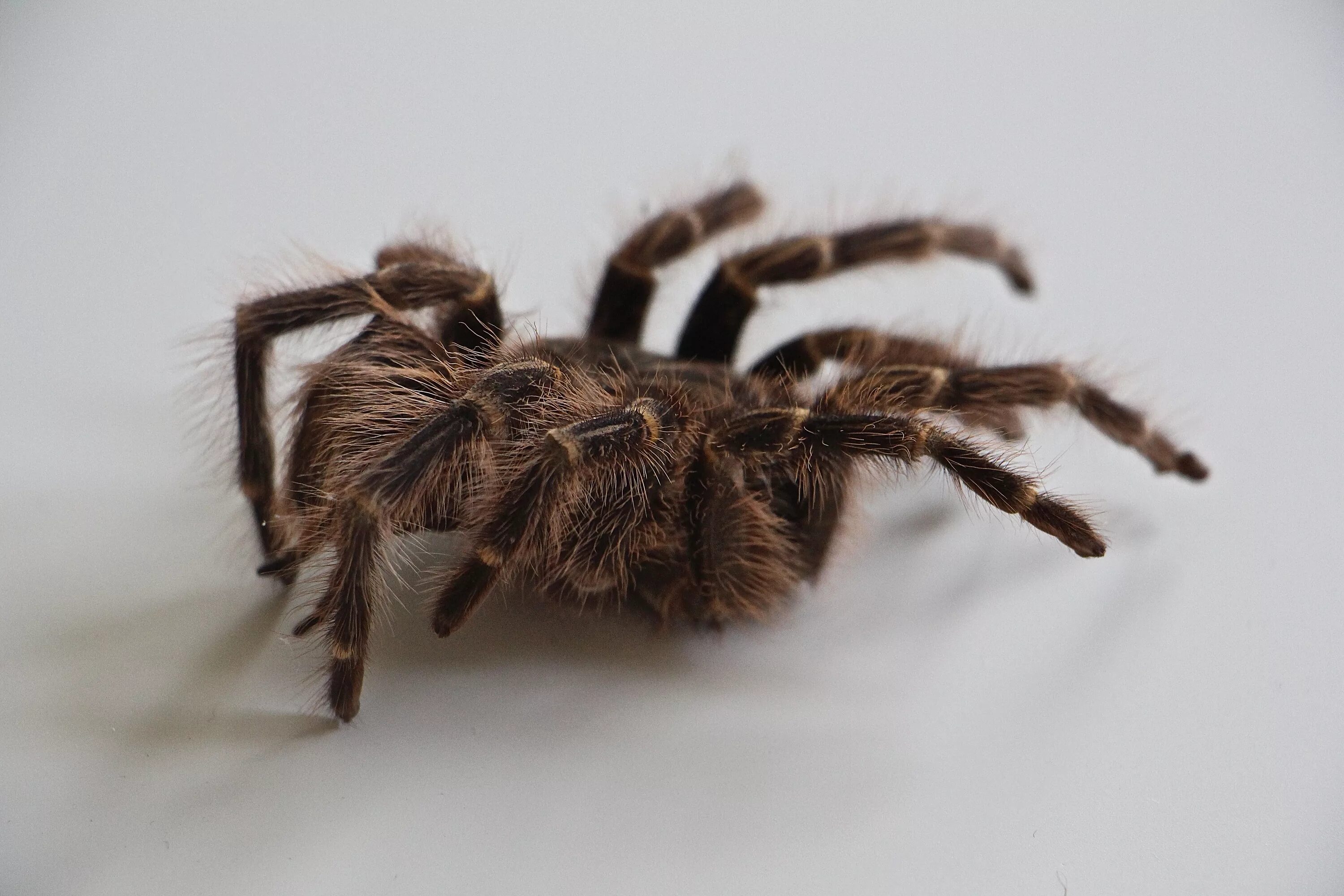 Тарантул. Паук на волосах. Мохнатый коричневый паук. Паучки с волосиками. Увидеть ползущего паука