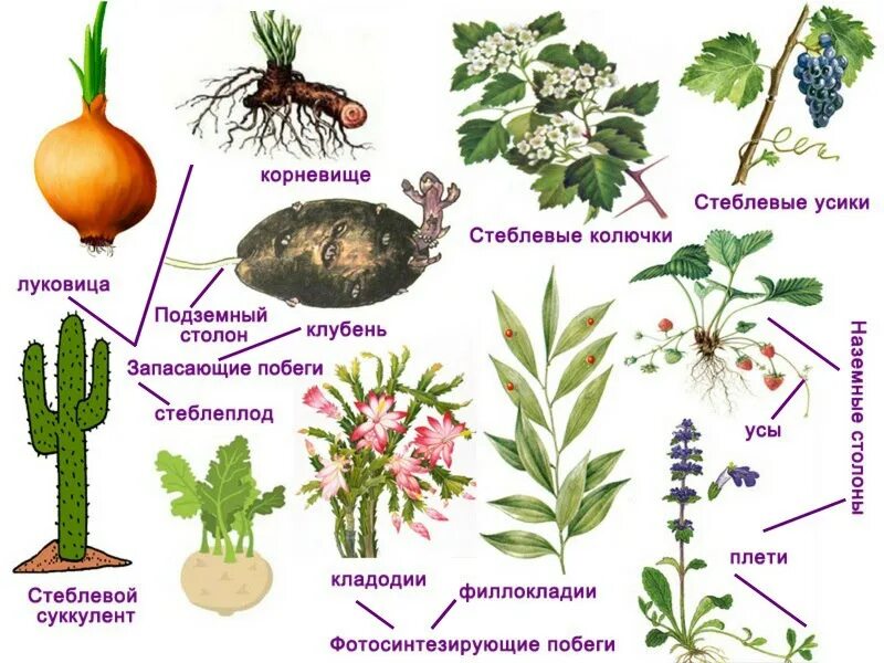 Надземные метаморфозы побега таблица. Видоизменения надземных побегов таблица. Видоизменения надземных побегов. Назжемные видоизменённые побеги. Что из перечисленного относится к вегетативным органам