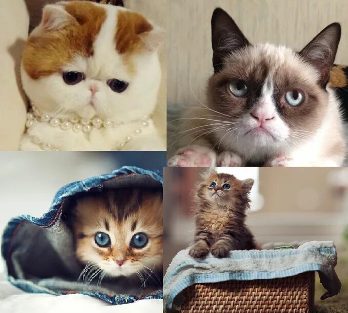 Мем 4 кота. Популярные мемы с котами. популярные интернет мемы. самый известный кот в интернете. самые популярные мемы интернета.