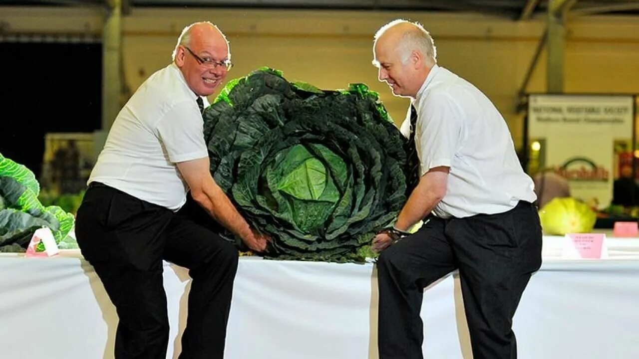 Самый дорогой овощ. Самые большие овощи. Гигантские овощи. Самый большой овощ. Самая большая капуста.