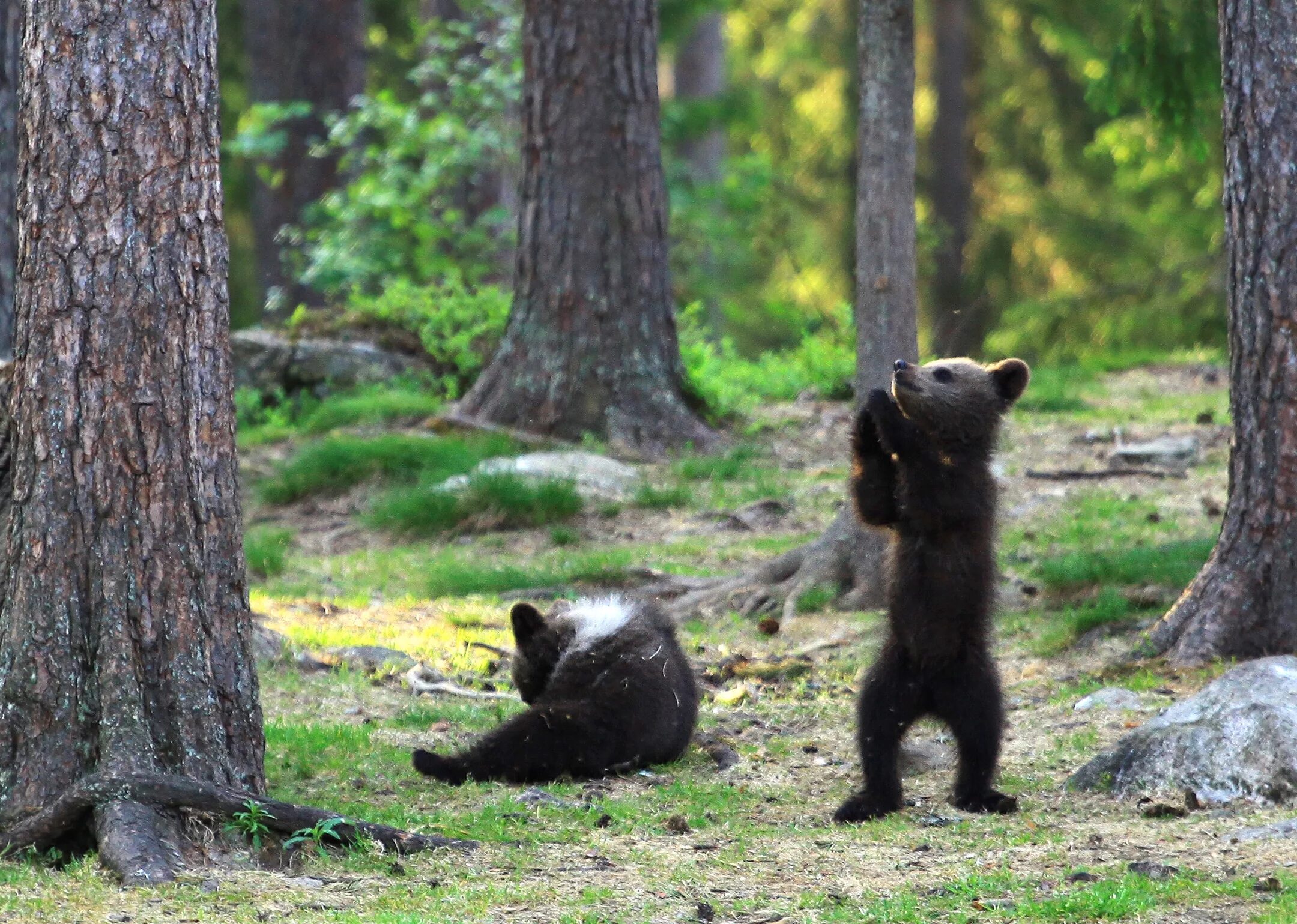 Жизнь медведей в лесу. Медведь в лесу. Медвежонок в лесу. Медведь в лесу издалека. Медведь в летнем лесу.