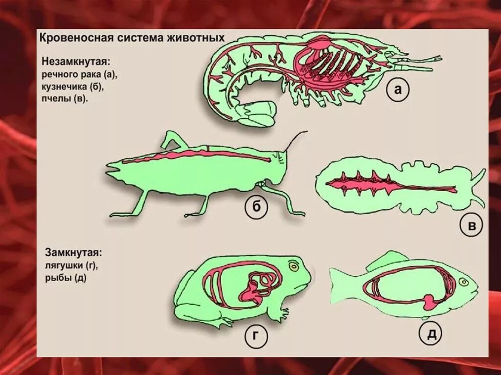 У каких беспозвоночных замкнутая кровеносная система. Кровеносная система животных. Кровеносная система разных животных. Замкнутая и незамкнутая кровеносная система у животных. Типы кровеносных систем у животных.