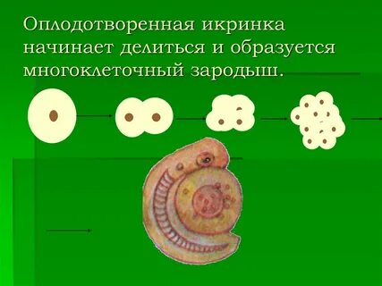Индивидуальное развитие многоклеточных организмов