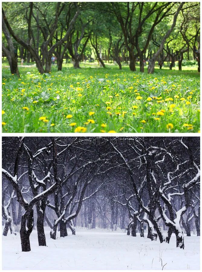 Climate seasons. Фон зима лето. Коллаж времена года.