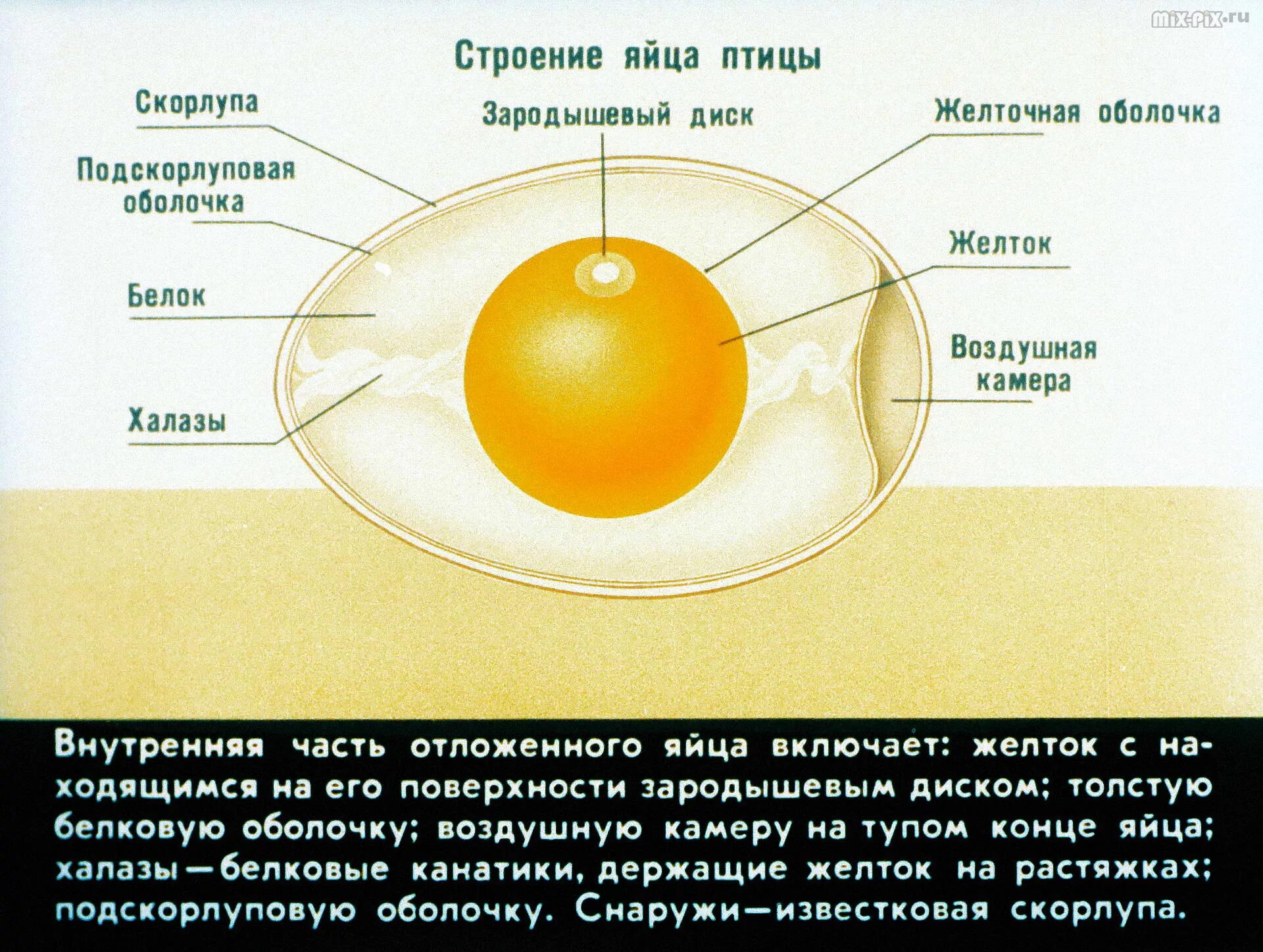 Функция желтка. Строение яйца птицы халазы. Строение скорлупы куриного яйца. Строение куриного яйца с оболочками. Схема строения скорлупы куриного яйца.