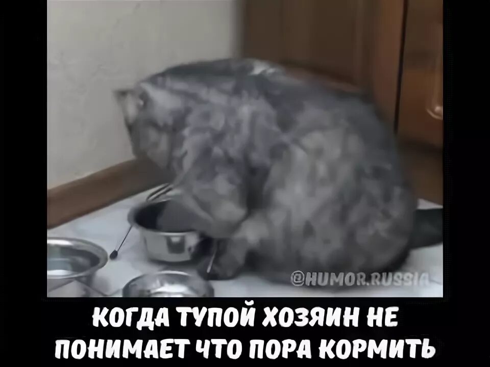 Глупый хозяин