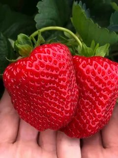 Дарселект клубника описание и отзывы фото