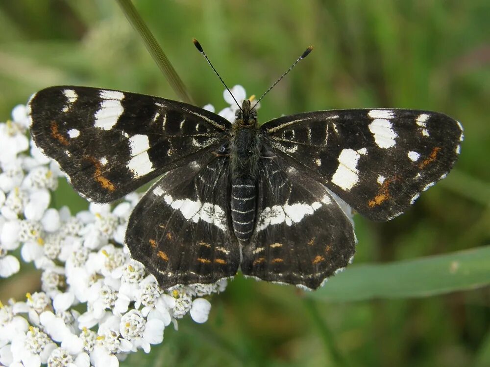 изменчивый без.