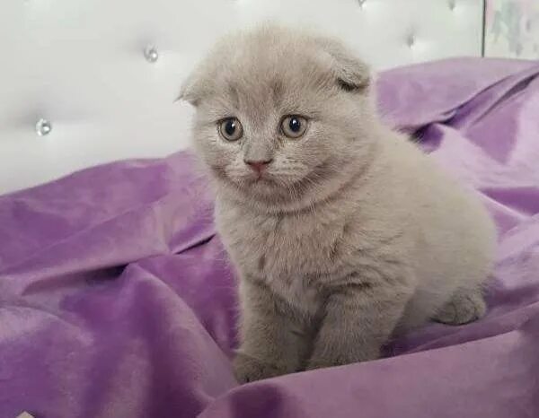 лиловый шотландский вислоухий. лиловый шотландский вислоухий кот. скоттиш фолд лиловый. котята шотландские вислоухие лиловые. лиловые котята шотландские.
