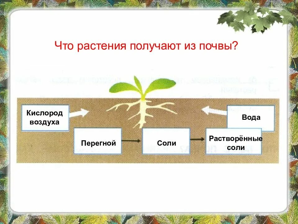 Что растения получают из почвы