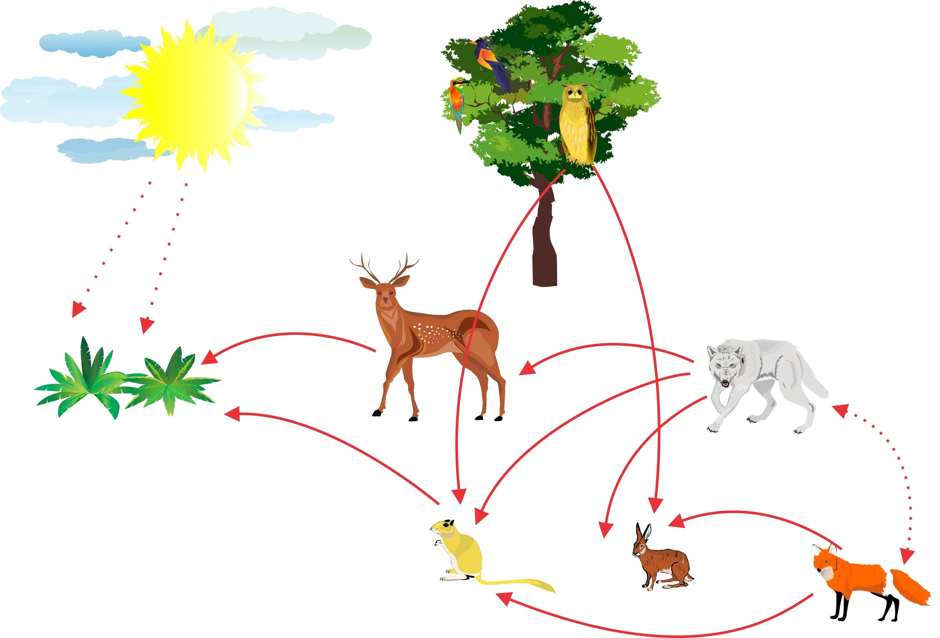 круговорот пищевой цепи. круговорот цепей питания пример. пищевая цепь круговорот веществ в природе. пищевая цепь круговорот веществ в природе. цепь питания круговорот веществ в природе.