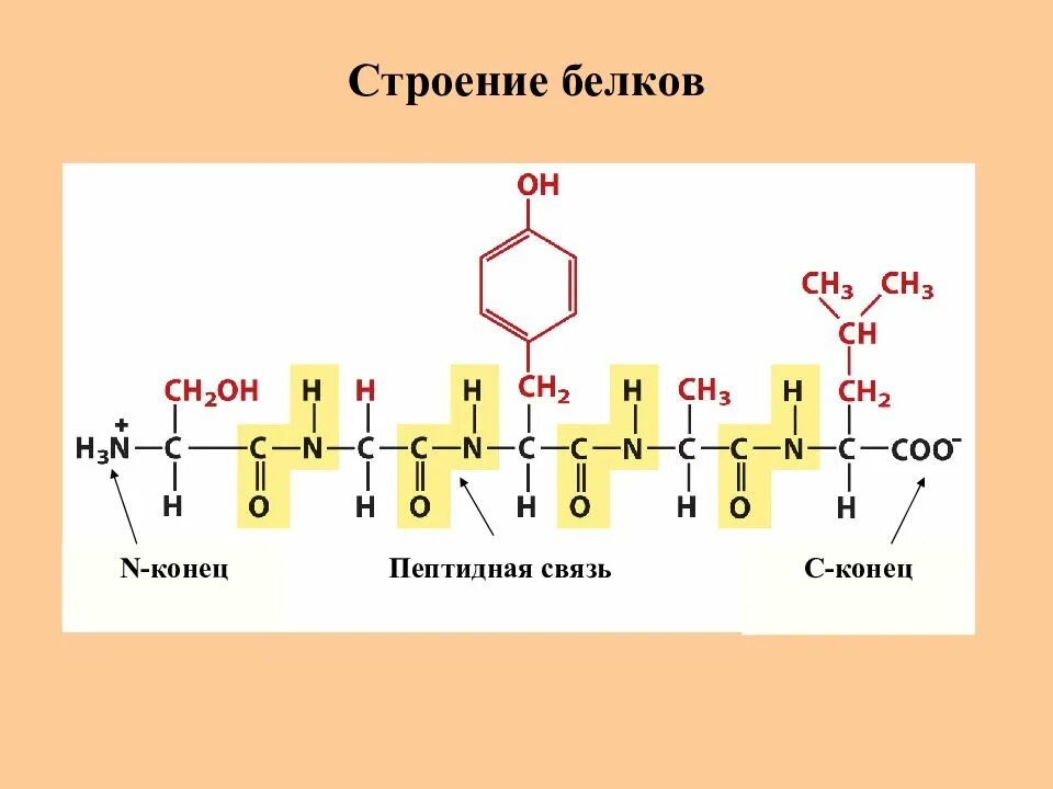 Гидролизу подвергаются полипептиды. Белки строение пептидная связь. Пептидная связь аминокислот биохимия. Строение белков пептидная связь. Строение пептидной связи аминокислот.