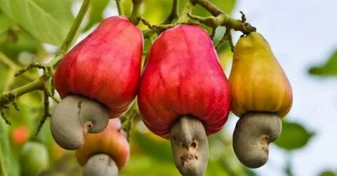 БДСМ үстемдік свингер жұптар қараңыз