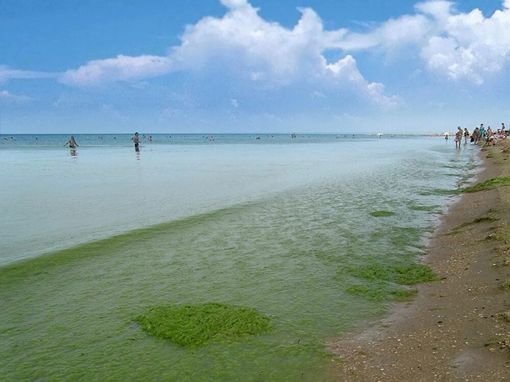 Водоросли в анапе. Анапа водоросли на пляже. Камка в Анапе. Анапа море водоросли.