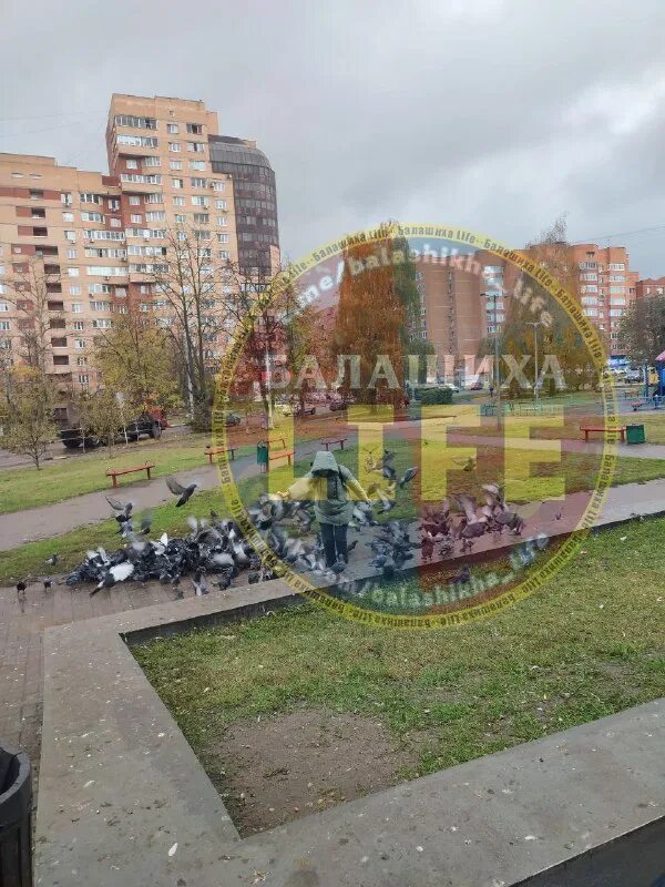 северное сияние в заре балашиха. озеро черное люберцы. можайский район зао. жизнь балашиха. бородинский сквер петрозаводск.