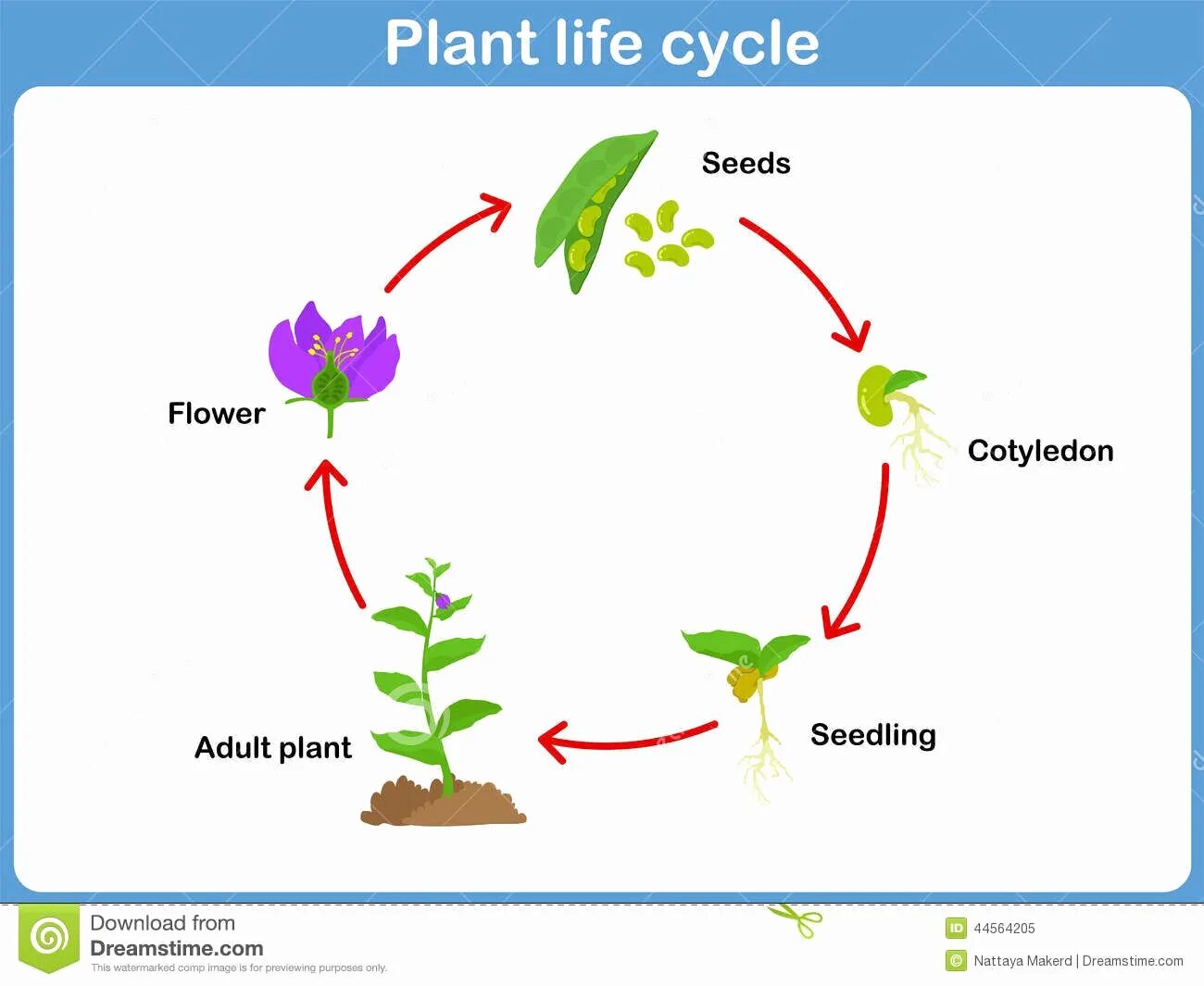 Plant cycle. Жизненный цикл растений для детей. Plant Life Cycle. Цикл жизни цветка. Цикл жизни растений для детей.