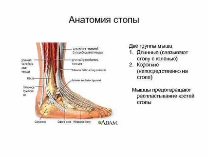 Описание ступни ног человека