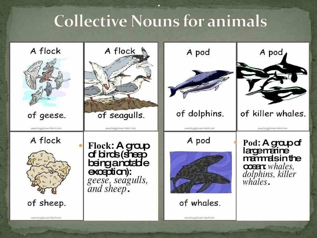 Collective Nouns примеры. Collective Nouns for animals. Collective Nouns с переводом. Collective Nouns a School.