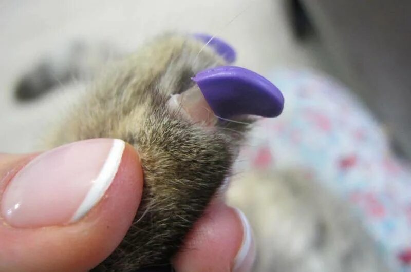 Ноготочки для кошек. Маникюр когти кошки. Кошка на ногтях. Кошачий коготь.