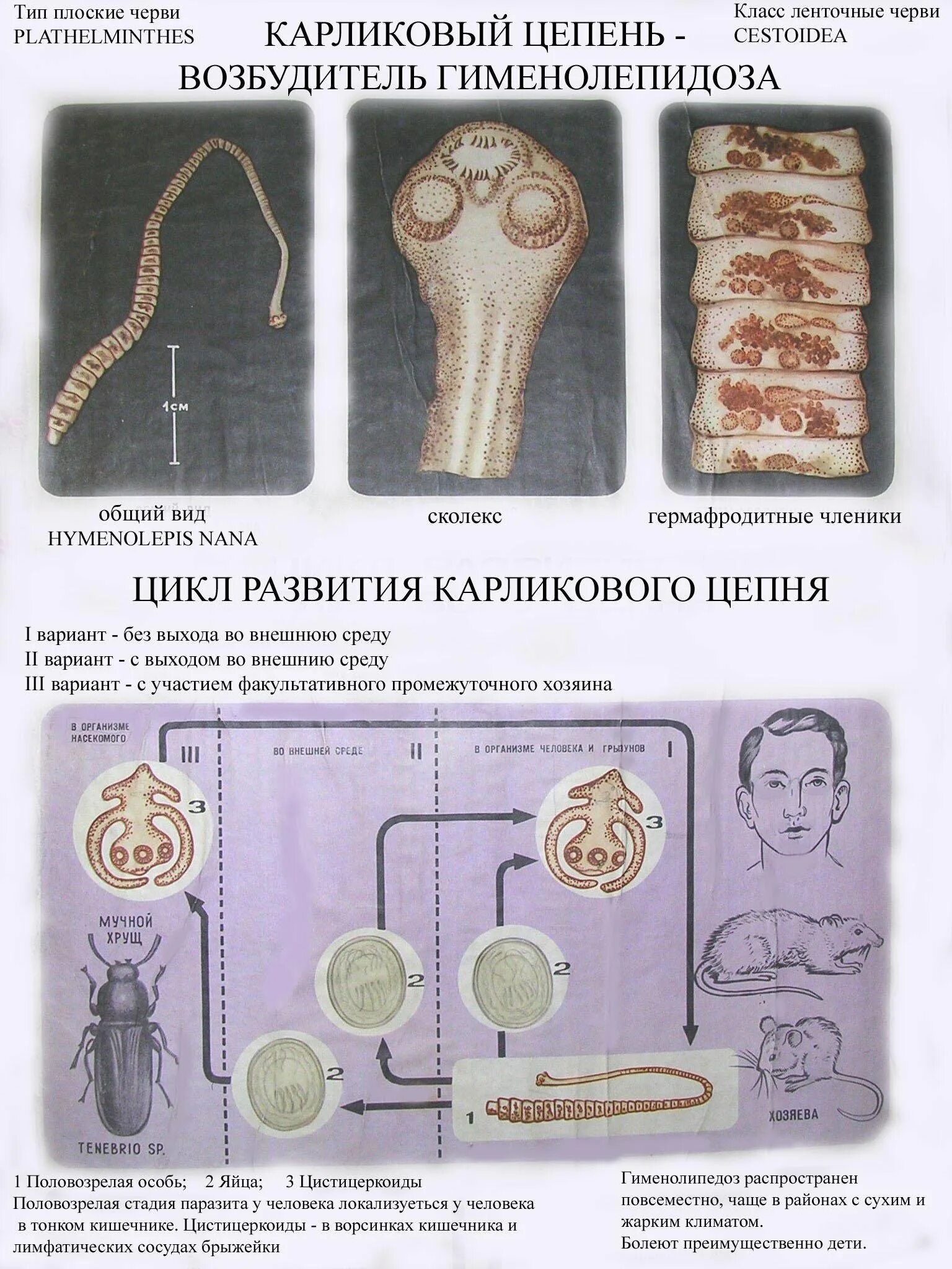 Карликовый цепень жизненный цикл. Цикл развития карликового цепня. цикл развития карликового цепня схема. цикл развития карликового епл. жизненный цикл карликового цепня схема.