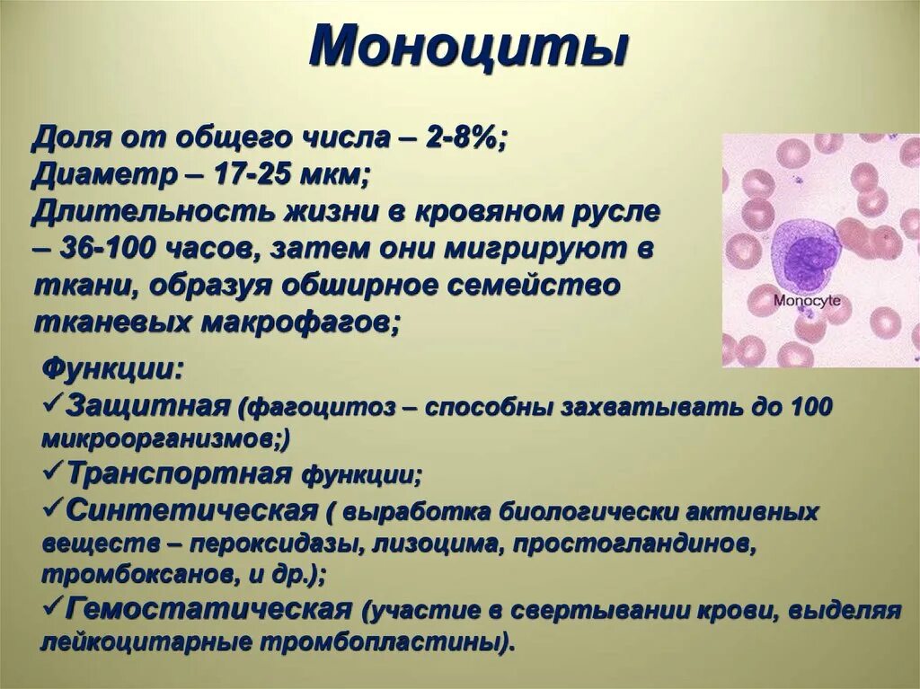 Моноциты строение и функции. Моноцит форма клетки. Характерное строение моноцитов. Моноциты характеристика. Макрофаги количество