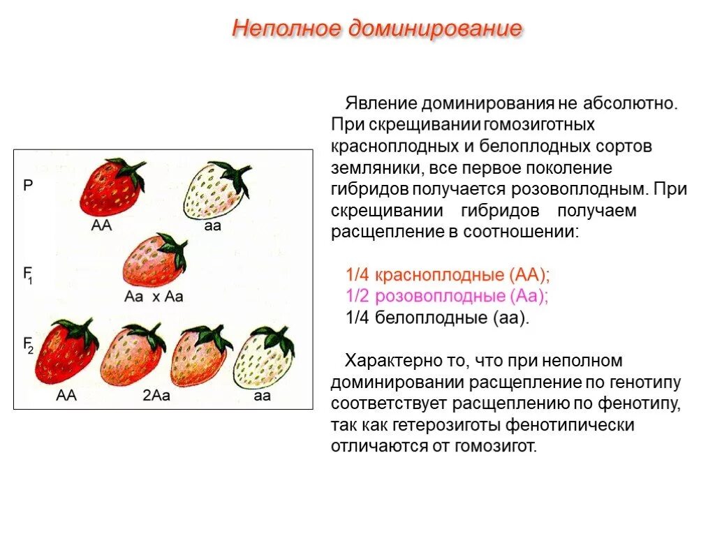 Полное доминирование aa aa. Неполное доминирование схема скрещивания. Неполное доминирование схема расщепления. Схема скрещивания при неполном доминировании. Задачи на неполное доминирование.