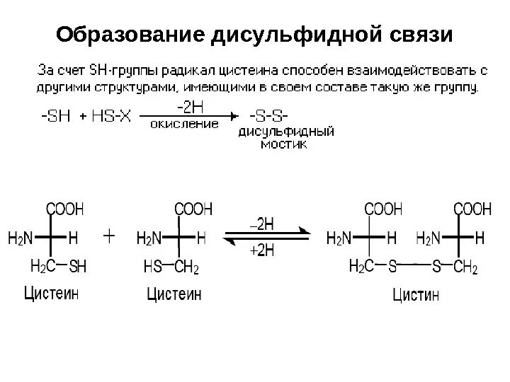 Образование дисульфидных связей в белке. Образование дисульфидной связи в белках. Напишите уравнение реакции образования дисульфидной связи.. Какая аминокислота образует дисульфидные мостики. В образовании дисульфидной связи участвует аминокислота.