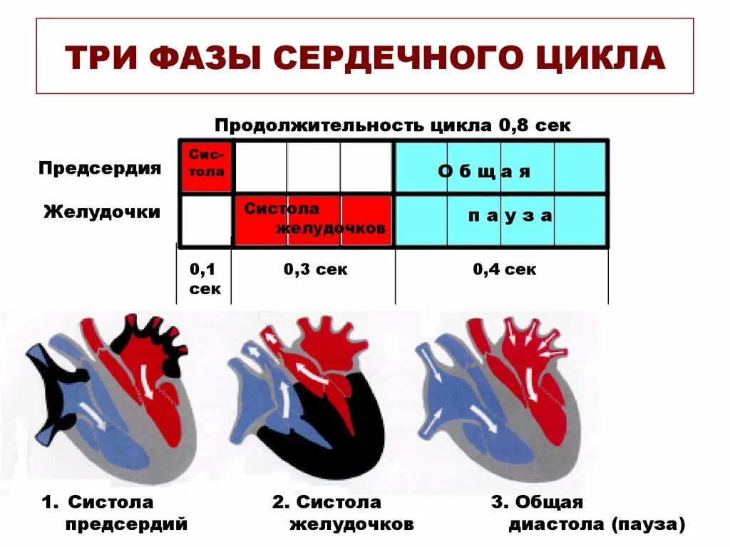 Фазы сердечного цикла схема физиология. Цикл сердечной деятельности схема. Систола предсердий систола желудочков и диастола. Сердечный цикл систола предсердий систола желудочков диастола. Систола левого предсердия