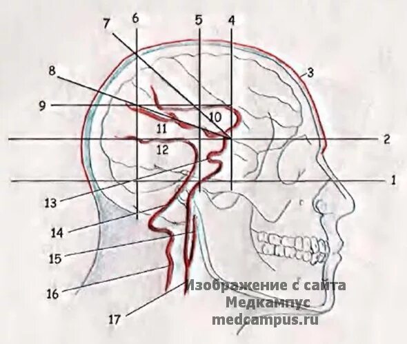 Схема кренлейна-брюсовой. Черепно мозговая топография кренлейна. Проекция средней менингеальной артерии. Схема черепно-мозговой топографии кренлейна-брюсовой. Схема кренлейна-брюссовой.