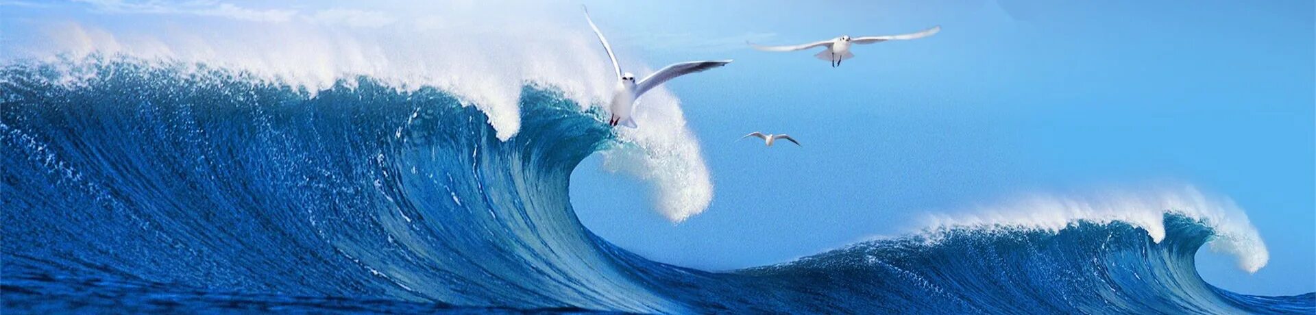 Солнце на гребне. Море волны Чайки. Чайки на волнах. Чайка на волне. Над волной.