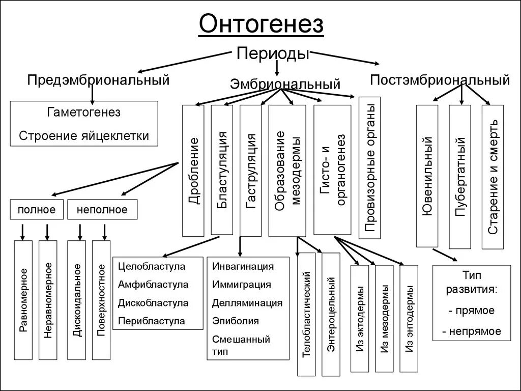 Онтогенез характерен. Этапы онтогенеза схема. Периоды онтогенеза схема. Индивидуальное развитие организма схема. Начальные этапы онтогенеза таблица.