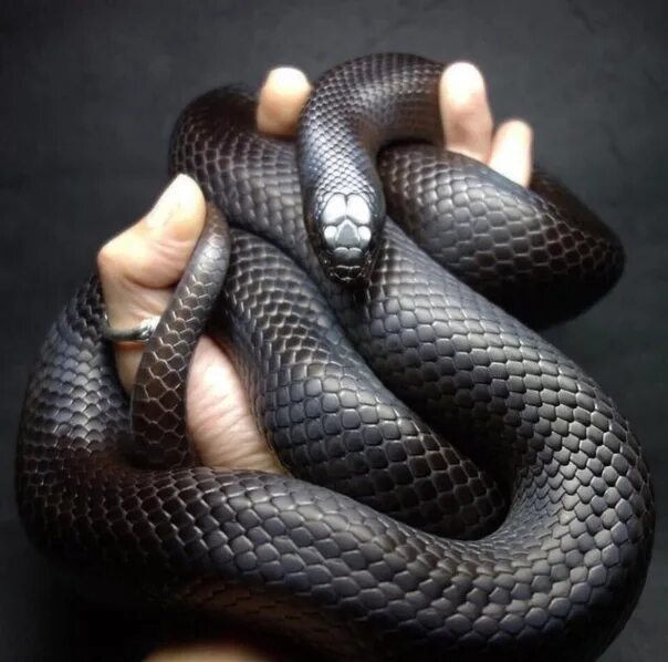 Змея нигрита. Королевская змея нигрита. Мексиканская Королевская змея нигрита. Lampropeltis getula Nigrita. Королевская черная нигрита.