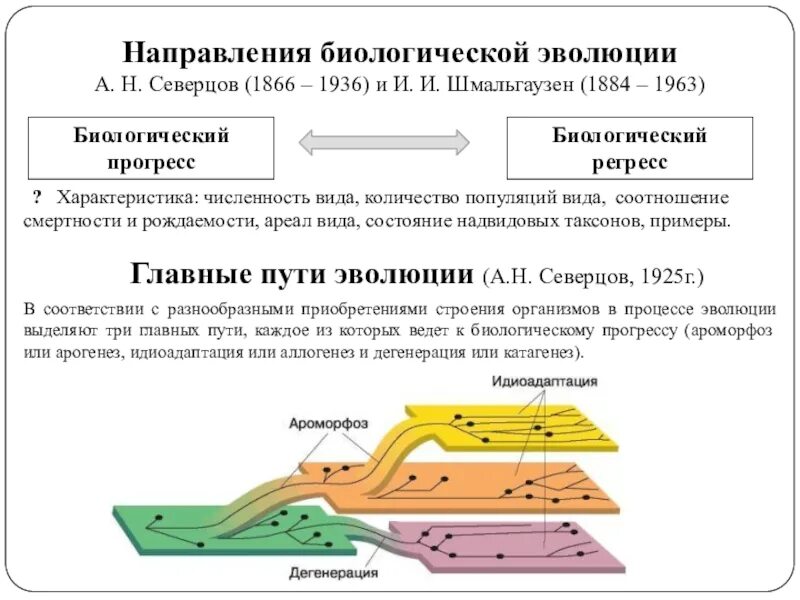 Определите по рисунку направления эволюции обоснуйте свой. Основные пути направления эволюции по Северцеву. Главные направления эволюции Северцов и Шмальгаузен. Схема путей биологического прогресса. Биологический Прогресс пути развития.