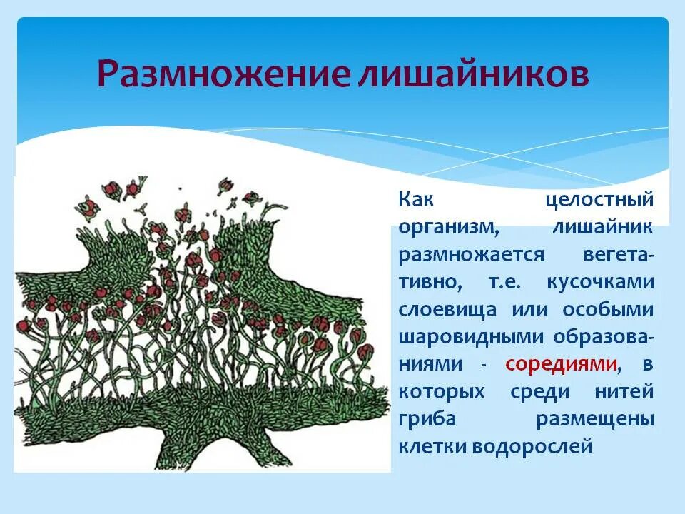 Система лишайников. Фрагментация лишайника. Лишайники слоевище размножаются. Лишайники строение размножение. Грибница лишайника.