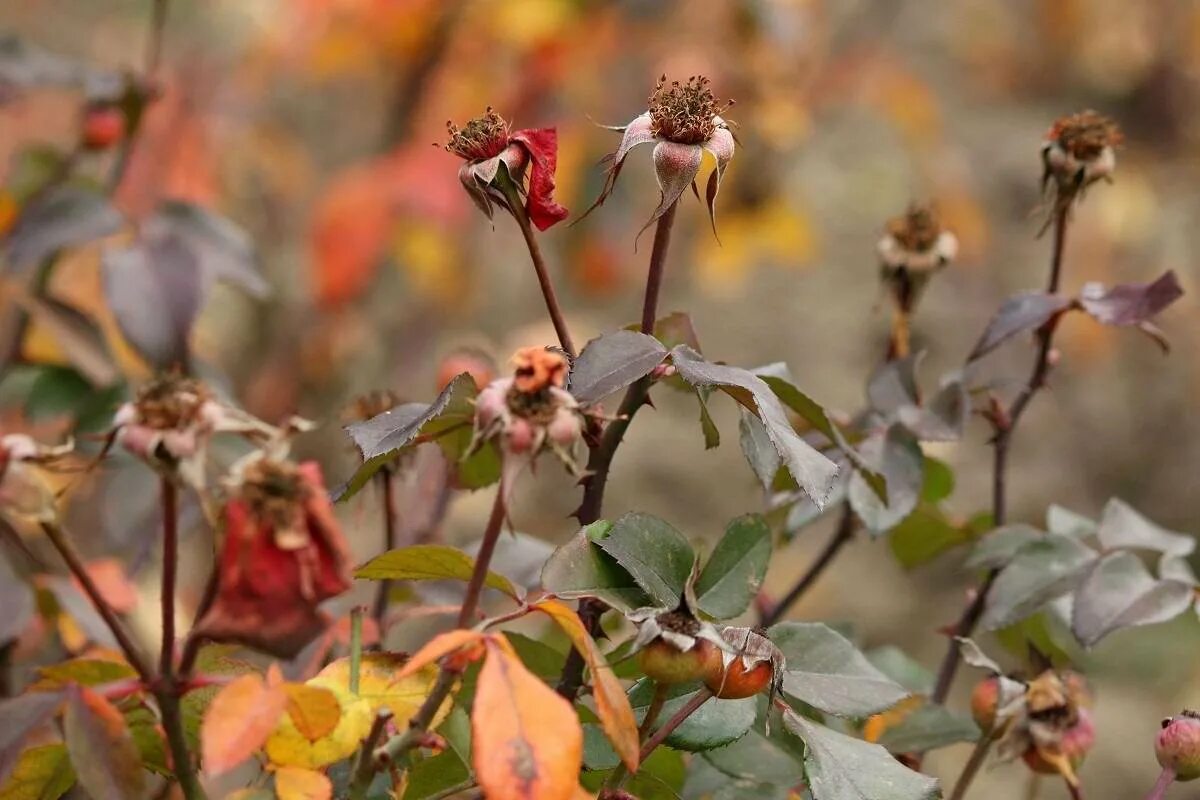 Осень. Осень и вянут цветы. Увядший цветок. Засохшие листья. Увядающее растение.