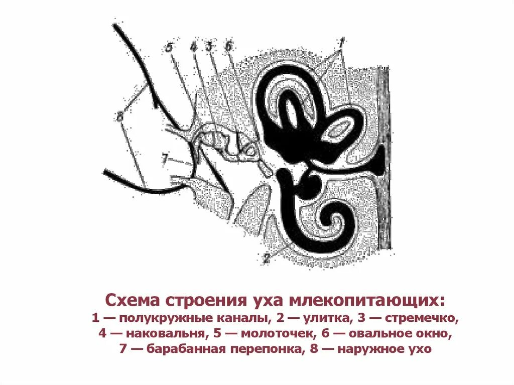 Строение органа слуха млекопитающих. Строение уха млекопитающих. Строение органов слуха млекопитающих схема. Полукружные каналы и улитка уха схема.