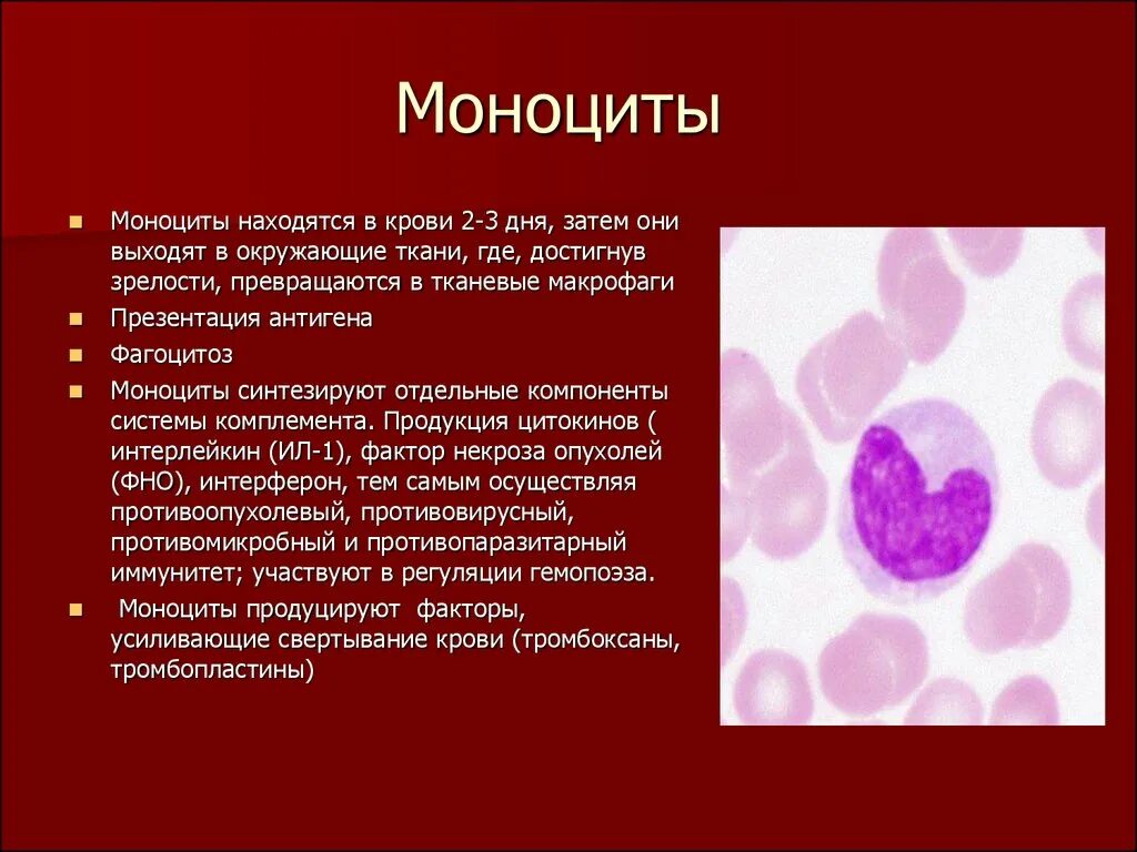 Воспаление фагоцитоз лейкоцит безразличный раздражитель микроворсинка. Структура моноцитов крови. Характерное строение моноцитов. Клетки крови функции моноциты. Моноцит м1.